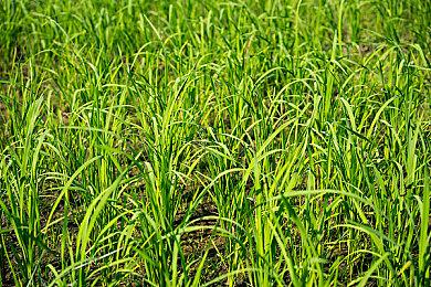 《海贼无双4》第六弹追加角色包3月28日发售 年轻雷利、卡普参战